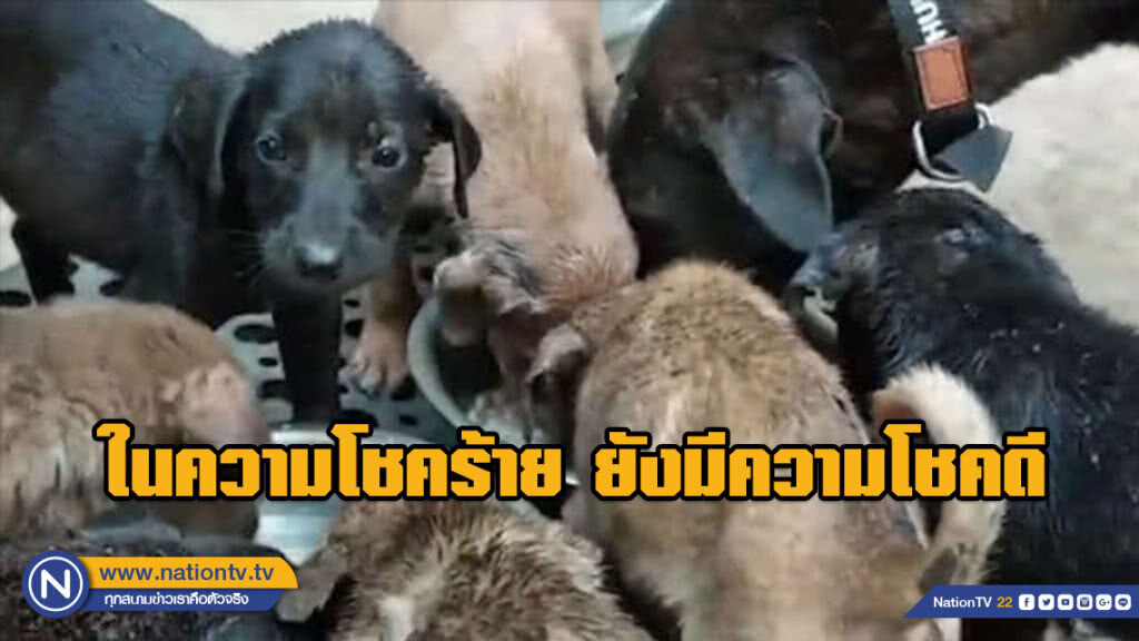 รอดหวิด! ลูกหมาโชคร้ายจมน้ำมันดินนาน 8 ชั่วโมง แต่อาสาฯ ช่วยใว้ทันเวลา