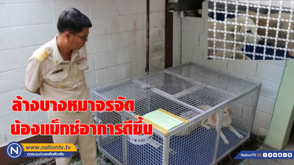เตรียมล้างบางหมาจรจัด!