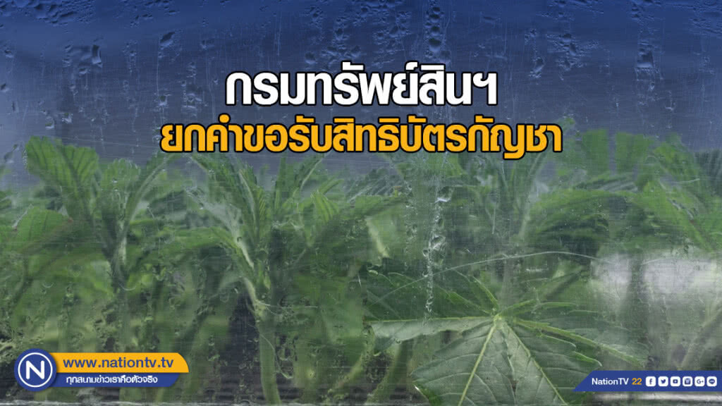 กรมทรัพย์สินฯ ยกคำขอรับสิทธิบัตรกัญชา