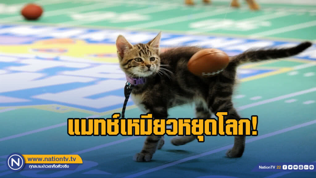 แมทช์เหมียวหยุดโลก! อเมริกันฟุตบอลแมว แข่งก่อนซูเปอร์โบว์ล2019