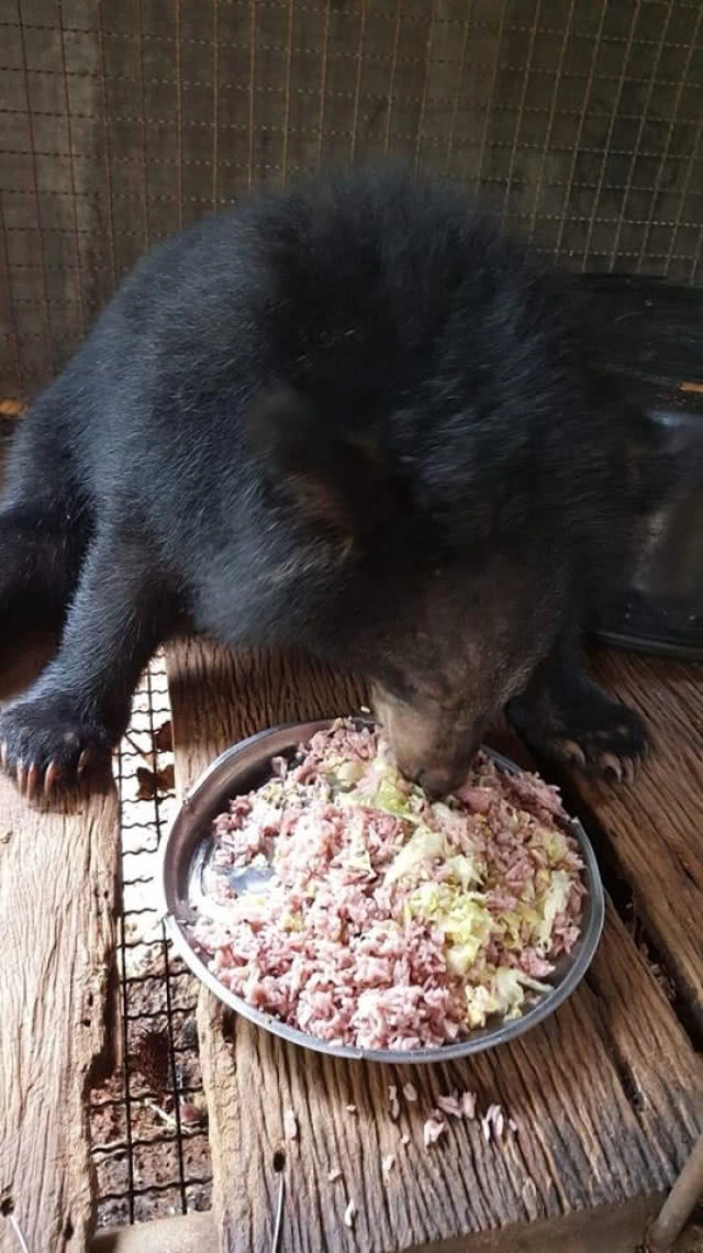 กรมอุทยานฯ รับมอบ "เจ้าเจ๋ง" หมีควายกำพร้าแม่จากชาวบ้านจ.จันทบุรี