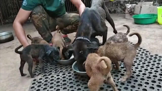 รอดหวิด! ลูกหมาโชคร้ายจมน้ำมันดินนาน 8 ชั่วโมง แต่อาสาฯ ช่วยใว้ทันเวลา