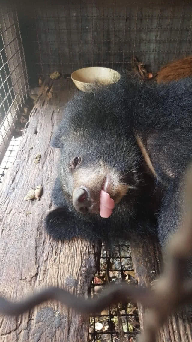 กรมอุทยานฯ รับมอบ "เจ้าเจ๋ง" หมีควายกำพร้าแม่จากชาวบ้านจ.จันทบุรี