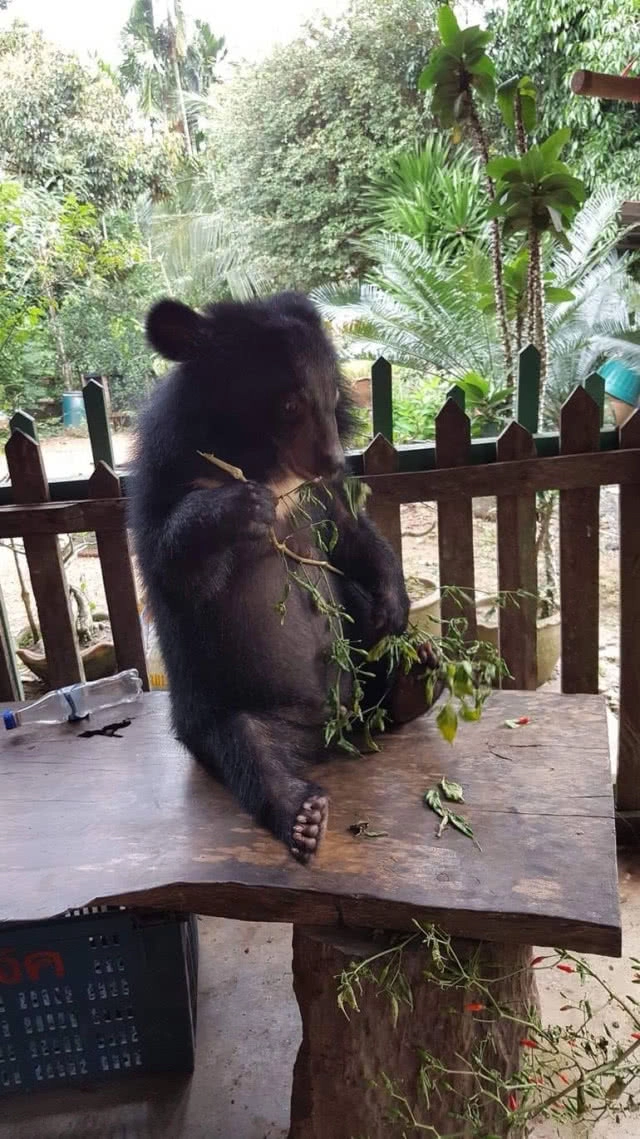 กรมอุทยานฯ รับมอบ "เจ้าเจ๋ง" หมีควายกำพร้าแม่จากชาวบ้านจ.จันทบุรี