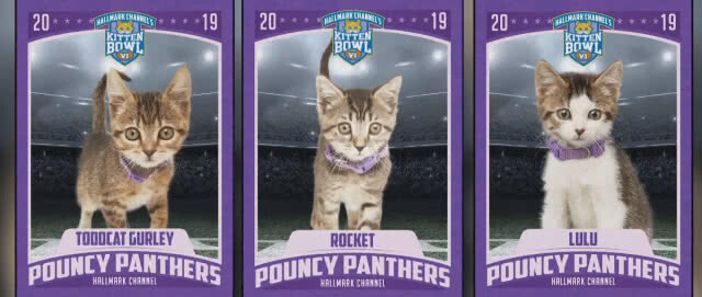 แมทช์เหมียวหยุดโลก! อเมริกันฟุตบอลแมว แข่งก่อนซูเปอร์โบว์ล2019