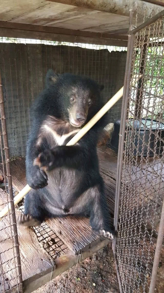 กรมอุทยานฯ รับมอบ "เจ้าเจ๋ง" หมีควายกำพร้าแม่จากชาวบ้านจ.จันทบุรี