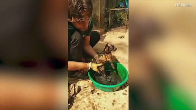 รอดหวิด! ลูกหมาโชคร้ายจมน้ำมันดินนาน 8 ชั่วโมง แต่อาสาฯ ช่วยใว้ทันเวลา