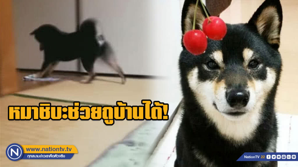 ไม่ต้องลงทุนจ้างแม่บ้าน! หมาชิบะช่วยถูบ้านสไตล์ญี่ปุ่น