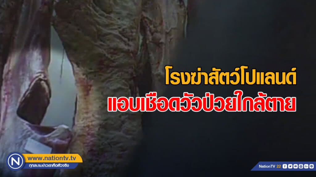 ช็อก! โรงฆ่าสัตว์โปแลนด์ แอบเชือดวัวป่วยใกล้ตายให้คนกิน