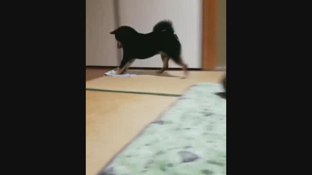 ไม่ต้องลงทุนจ้างแม่บ้าน! หมาชิบะช่วยถูบ้านสไตล์ญี่ปุ่น