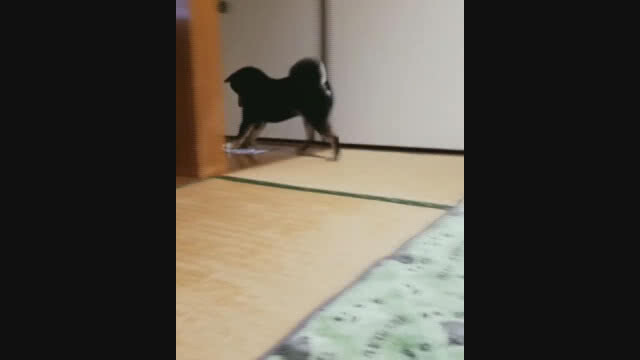 ไม่ต้องลงทุนจ้างแม่บ้าน! หมาชิบะช่วยถูบ้านสไตล์ญี่ปุ่น