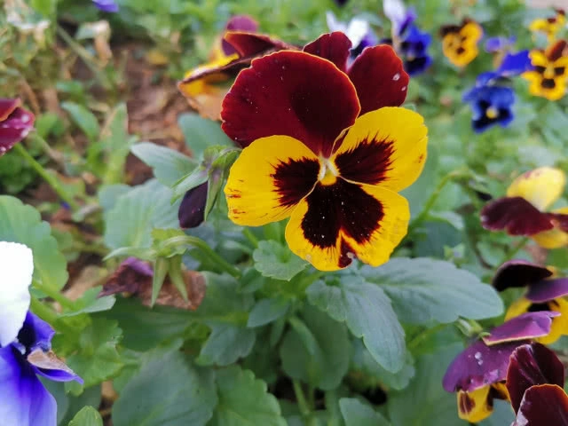 เปิดทริปหนีฝุ่นเมืองกรุง ไปเที่ยว "ดอยตุง" จ.เชียงราย