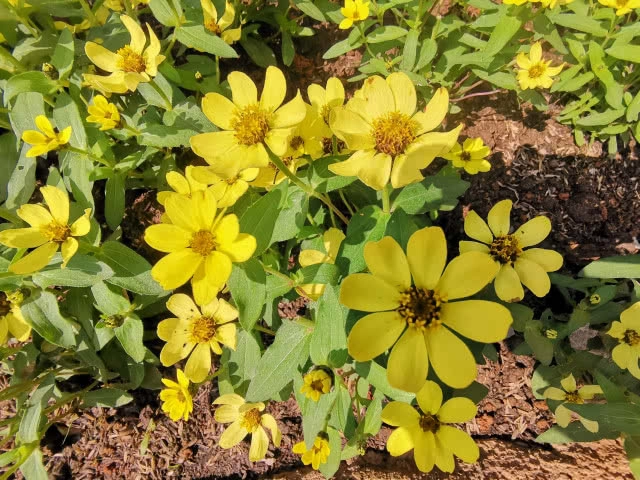 เปิดทริปหนีฝุ่นเมืองกรุง ไปเที่ยว "ดอยตุง" จ.เชียงราย