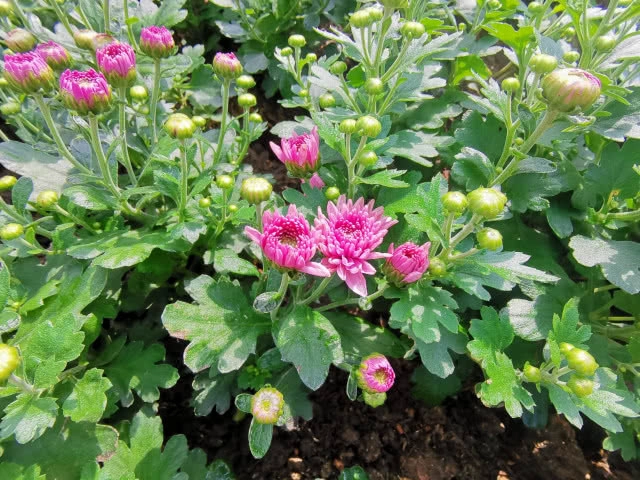 เปิดทริปหนีฝุ่นเมืองกรุง ไปเที่ยว "ดอยตุง" จ.เชียงราย