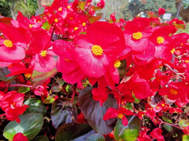 เปิดทริปหนีฝุ่นเมืองกรุง ไปเที่ยว "ดอยตุง" จ.เชียงราย