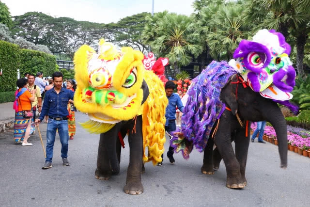 สวนนงนุชพัทยา นำ "ช้างแสนรู้" เชิดสิงโตต้อนรับตรุษจีน