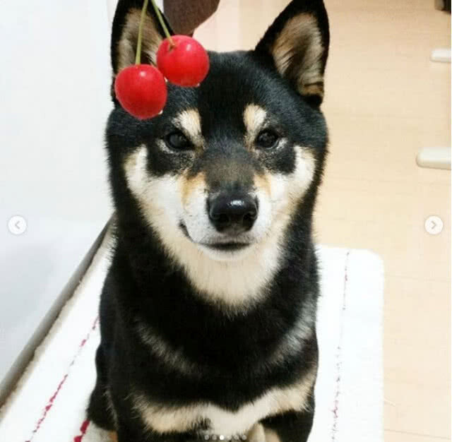 ไม่ต้องลงทุนจ้างแม่บ้าน! หมาชิบะช่วยถูบ้านสไตล์ญี่ปุ่น