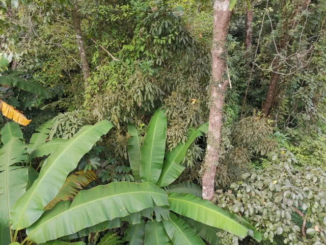 เปิดทริปหนีฝุ่นเมืองกรุง ไปเที่ยว "ดอยตุง" จ.เชียงราย