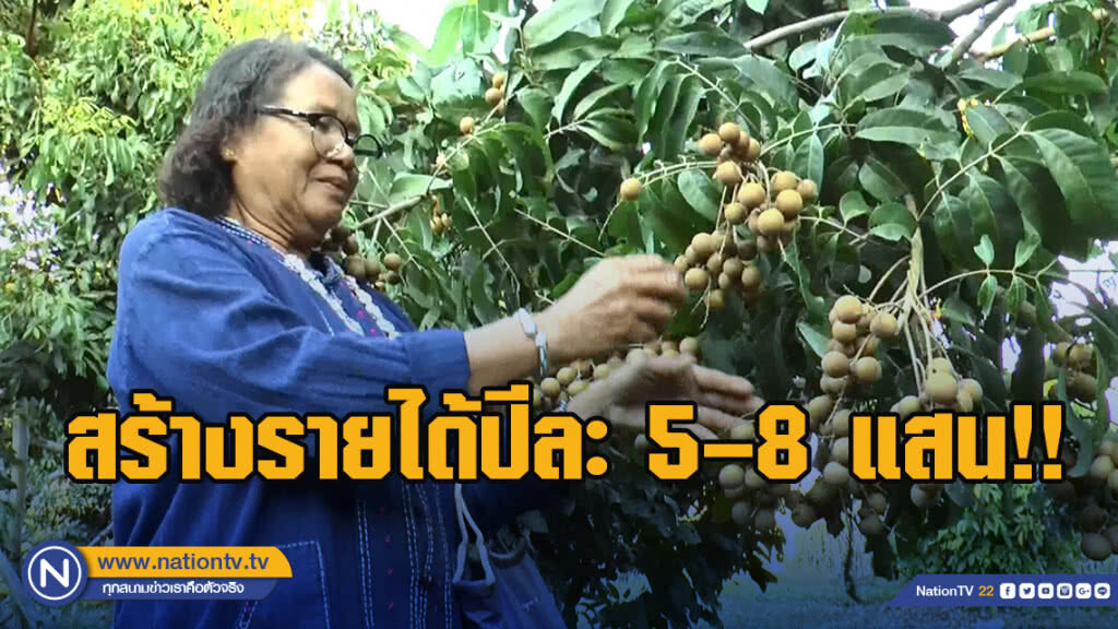 ปลูกลำไยบนพื้นดินภูเขาไฟส่งขายทั้งใน-ต่างประเทศ สร้างรายได้ปีละ 5–8 แสน