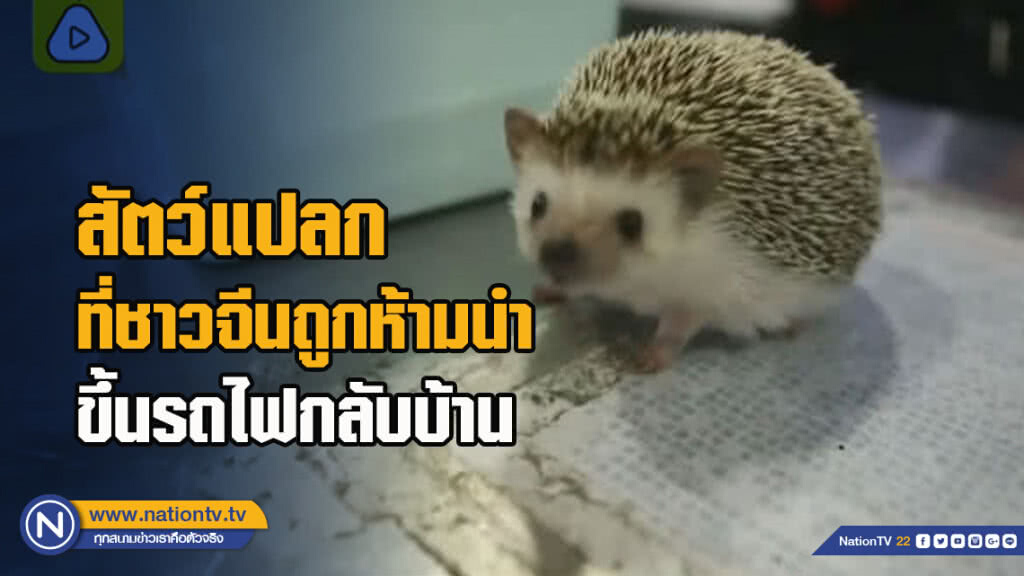 สัตว์แปลกที่ชาวจีนถูกห้ามนำขึ้นรถไฟกลับบ้าน สัตว์แปลกที่ชาวจีนถูกห้ามนำขึ้นรถไฟกลับบ้าน