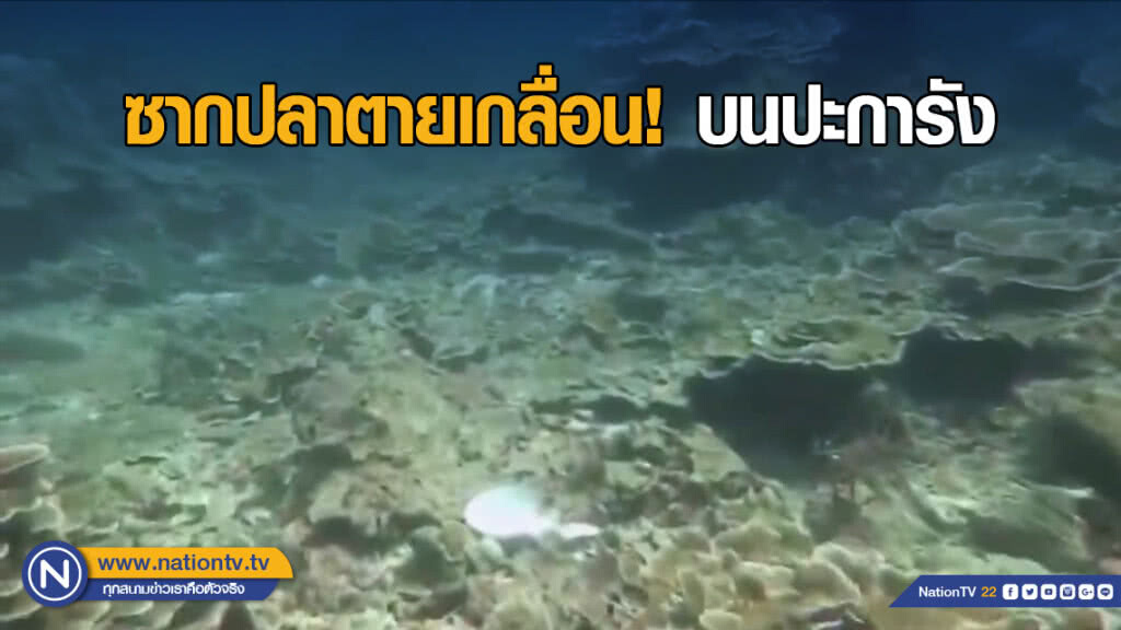 ซากปลาตายเกลื่อนบนปะการัง