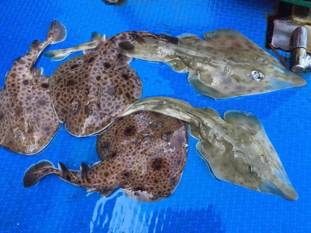 ซากปลาตายเกลื่อนบนปะการัง