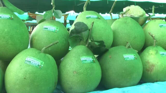 ประมูล "ส้มโอขาวใหญ่" รายได้มอบ รพ.ซื้ออุปกรณ์การแพทย์