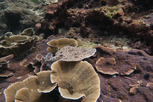 ซากปลาตายเกลื่อนบนปะการัง