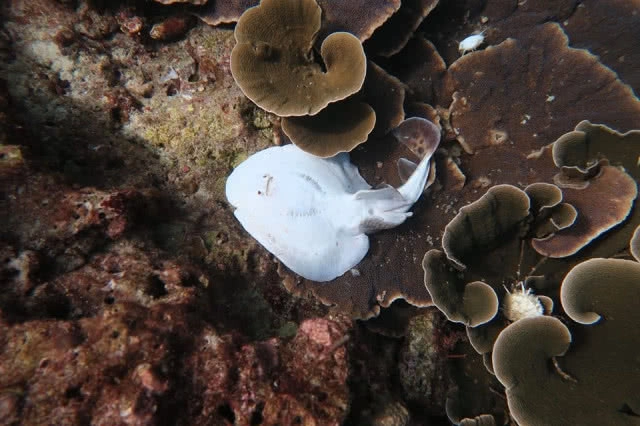 ซากปลาตายเกลื่อนบนปะการัง