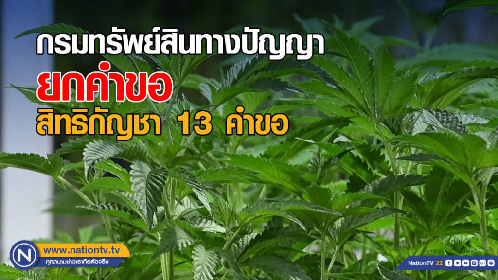 กรมทรัพย์สินทางปัญญายกคำขอสิทธิกัญชา 13 คำขอ