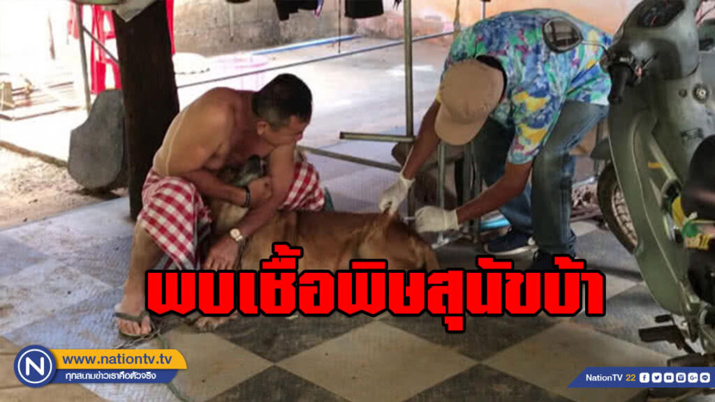 พบเชื้อพิษสุนัขบ้า เทศบาลเมืองกระบี่ พบเชื้อพิษสุนัขบ้า เทศบาลเมืองกระบี่