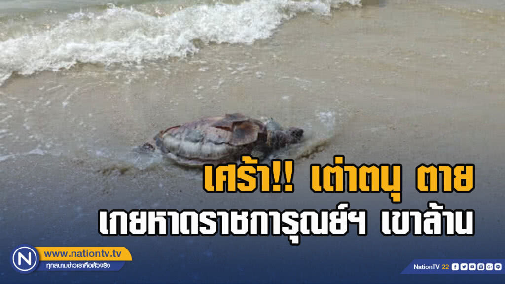 เศร้า!! เต่าตนุ ตายเกยหาดราชการุณย์ฯ เขาล้าน เศร้า!! เต่าตนุ ตายเกยหาดราชการุณย์ฯ เขาล้าน