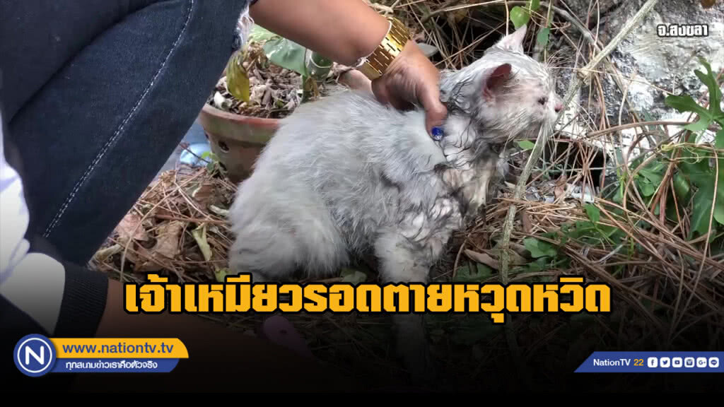 เจ้าของบ้านไม่อยู่เกิดไฟไหม้บ้าน จนท. ช่วยดับไฟพร้อมช่วยแมวเปอร์เซีย 5 ตัวรอดหวุดหวิด