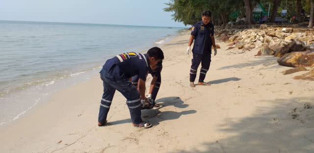 เศร้า!! เต่าตนุ ตายเกยหาดราชการุณย์ฯ เขาล้าน