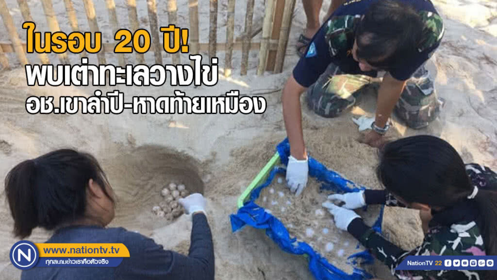 พบเต่าทะเลวางไข่ อช.เขาลำปี-หาดท้ายเหมือง ในรอบ 20 ปี