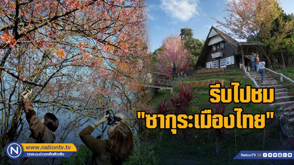 รีบไปชม "ซากุระเมืองไทย" สถานีวิจัยต้นน้ำขุนสถาน