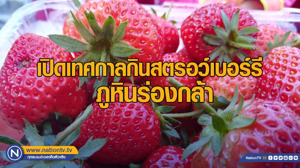เปิดเทศกาลกินสตรอว์เบอร์รี ภูหินร่องกล้า
