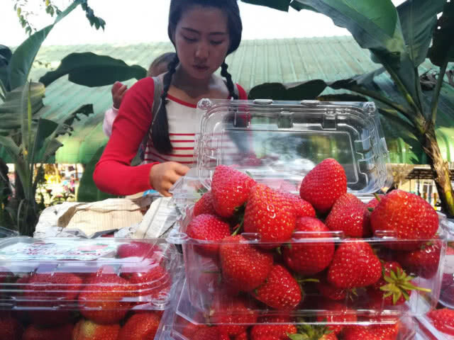 เปิดเทศกาลกินสตรอว์เบอร์รี ภูหินร่องกล้า