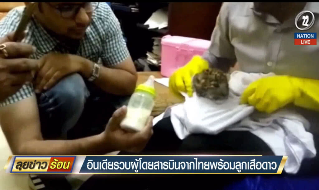 อินเดียรวบผู้โดยสารบินจากไทย พร้อมลูกเสือดาว อินเดียรวบผู้โดยสารบินจากไทย พร้อมลูกเสือดาว