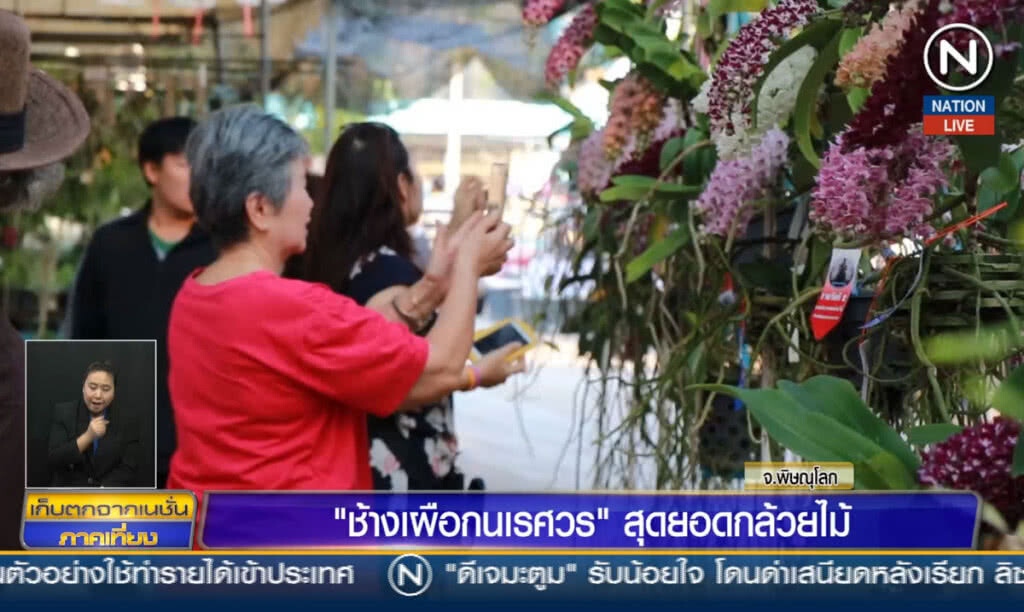 "ช้างเผือกนเรศวร" สุดยอดกล้วยไม้