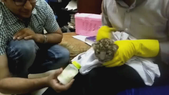 อินเดียรวบผู้โดยสารบินจากไทยพร้อมลูกเสือดาวในตะกร้า!