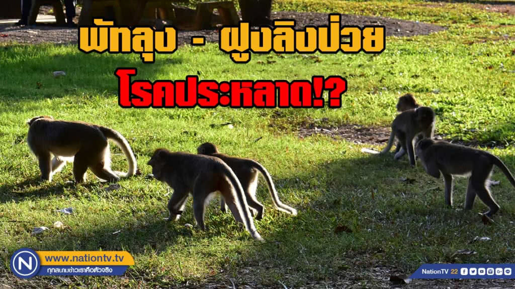 พบ!! ฝูงลิงป่วยเป็นโรคประหลาด..!?