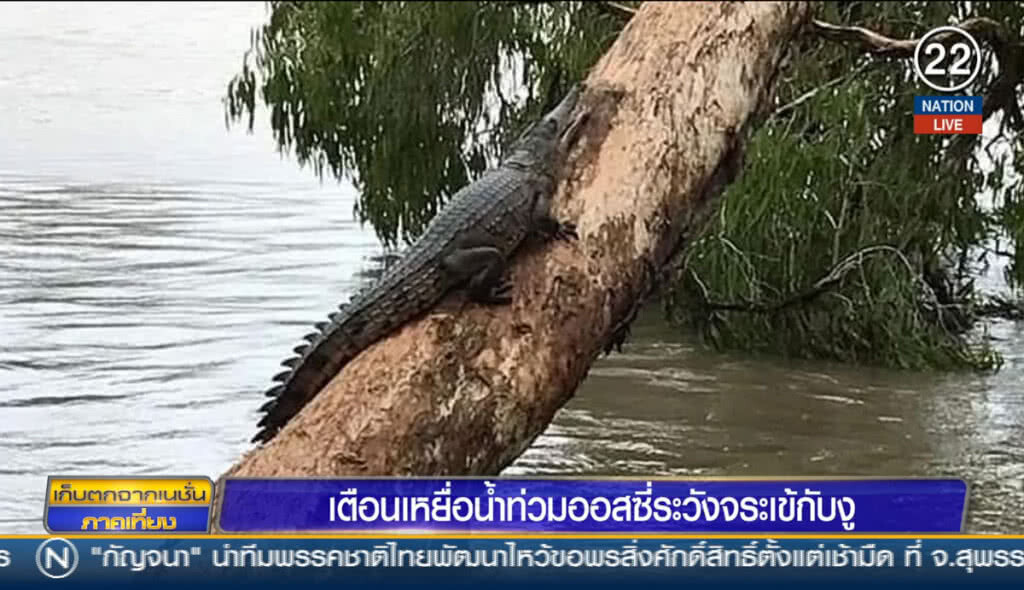 เตือนเหยื่อน้ำท่วมออสซี่ ระวังจระเข้กับงู