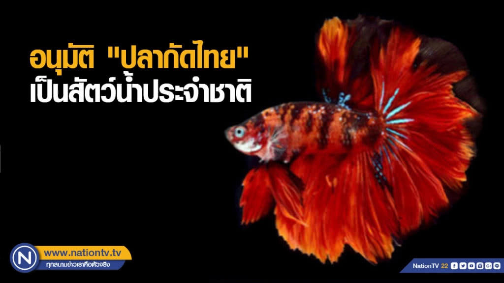 ครม.อนุมัติ "ปลากัดไทย" เป็นสัตว์น้ำประจำชาติ