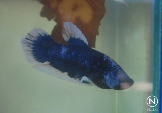 ครม.อนุมัติ "ปลากัดไทย" เป็นสัตว์น้ำประจำชาติ