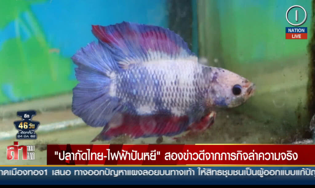 "ปลากัดไทย-ไฟฟ้าปันหยี" สองข่าวดีจากภารกิจล่าความจริง