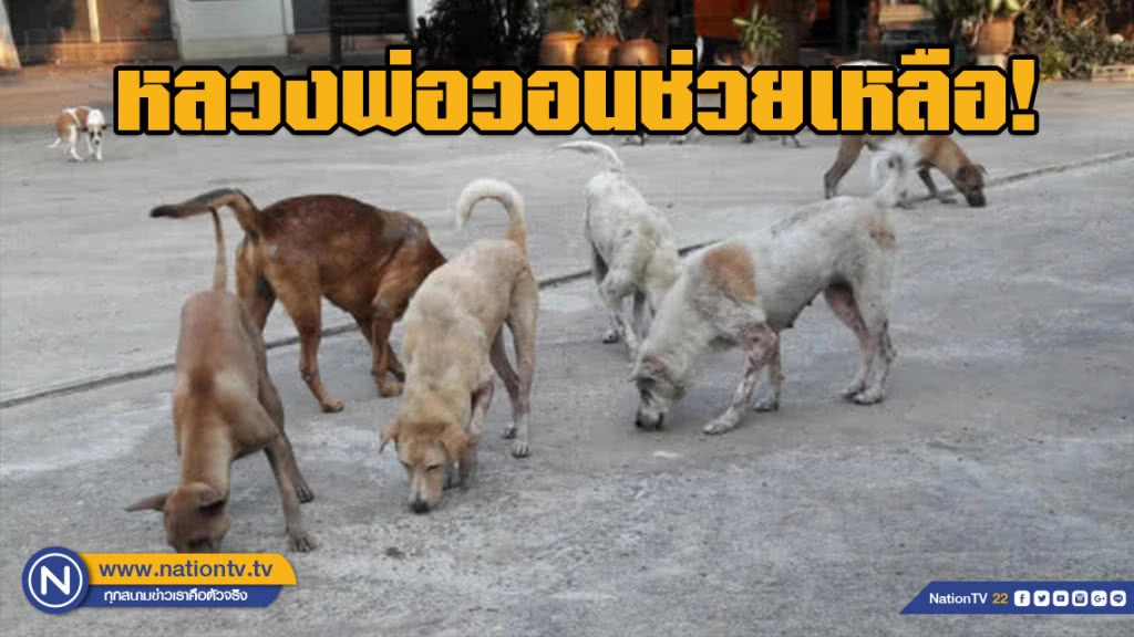 พระวอนช่วยสุนัข เป็น"เรื้อน"ทั้งวัด! บางตัวเกาจนหูขาด