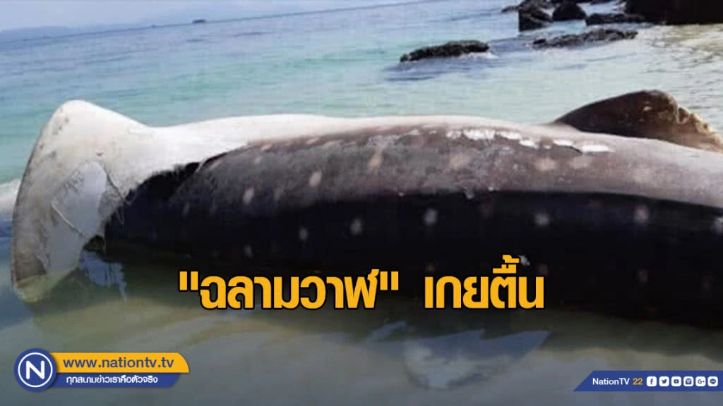 พบ​ "ฉลามวาฬ"​ เกยตื้นบริเวณอ่าวพังกาใหญ่​ คาดผลจากสารพิษไมโครพลาสติก