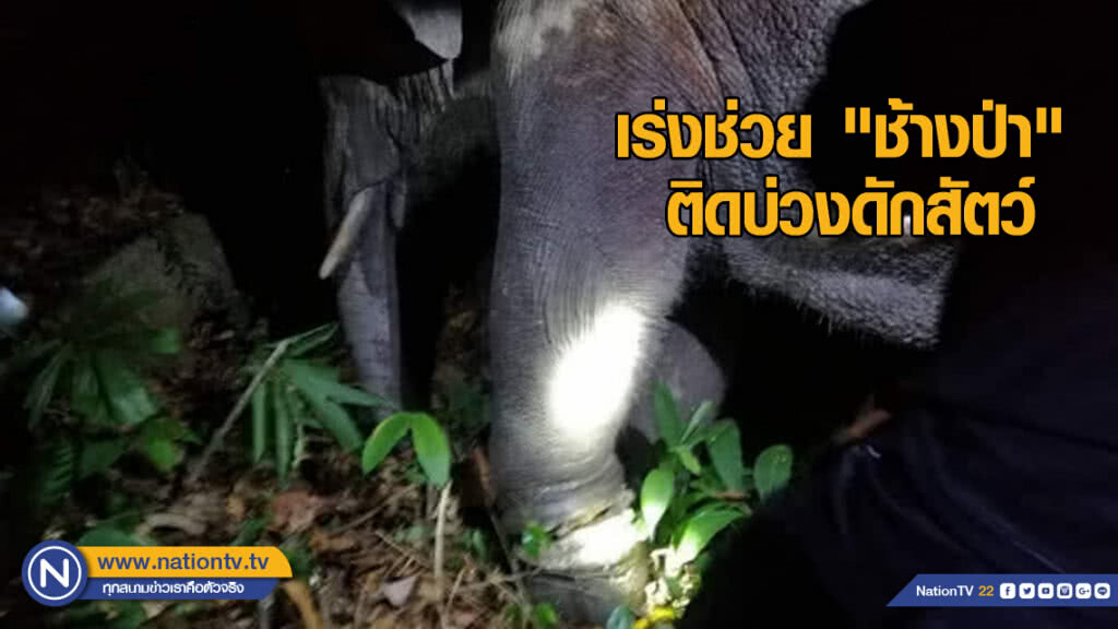 เร่งช่วย​ "ช้างป่า​ จ.จันทบุรี"​ ติดบ่วงดักสัตว์​ หวั่นติดเชื้อ