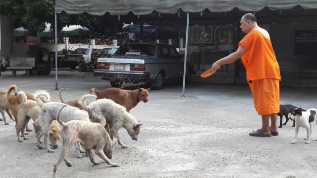 พระวอนช่วยสุนัข เป็น"เรื้อน"ทั้งวัด! บางตัวเกาจนหูขาด